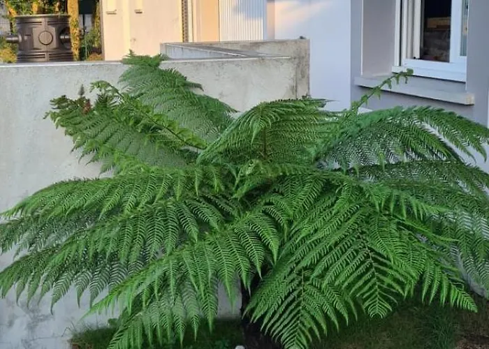 Oyamai Bénesse-Maremne